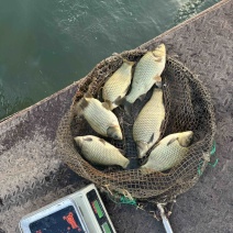 辽宁鸭绿江网箱黄金鲫