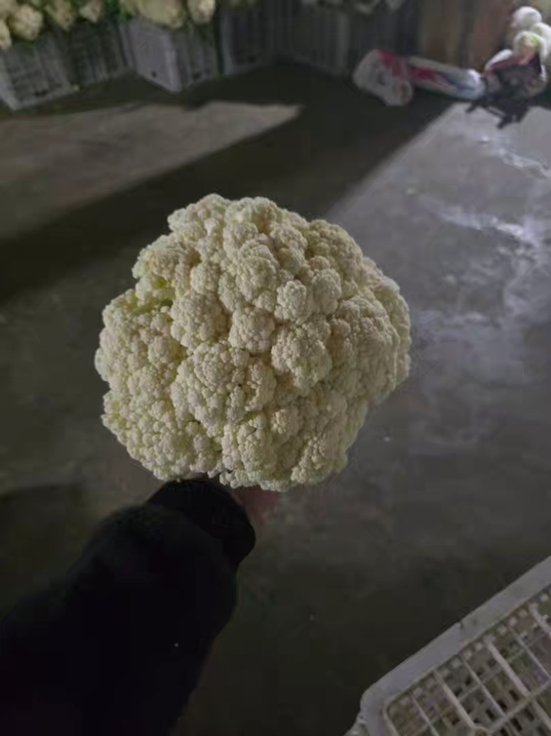 江苏沛县青梗花菜，