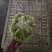 江苏沛县青梗花菜，