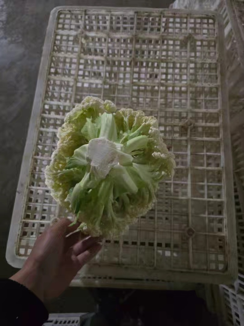 江苏沛县青梗花菜，