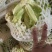 江苏沛县青梗花菜，