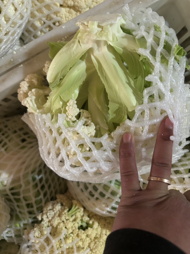 江苏沛县青梗花菜，