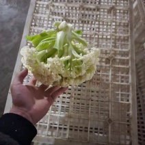 江苏沛县青梗花菜，