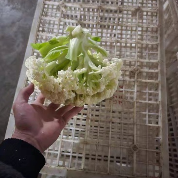 江苏沛县青梗花菜，