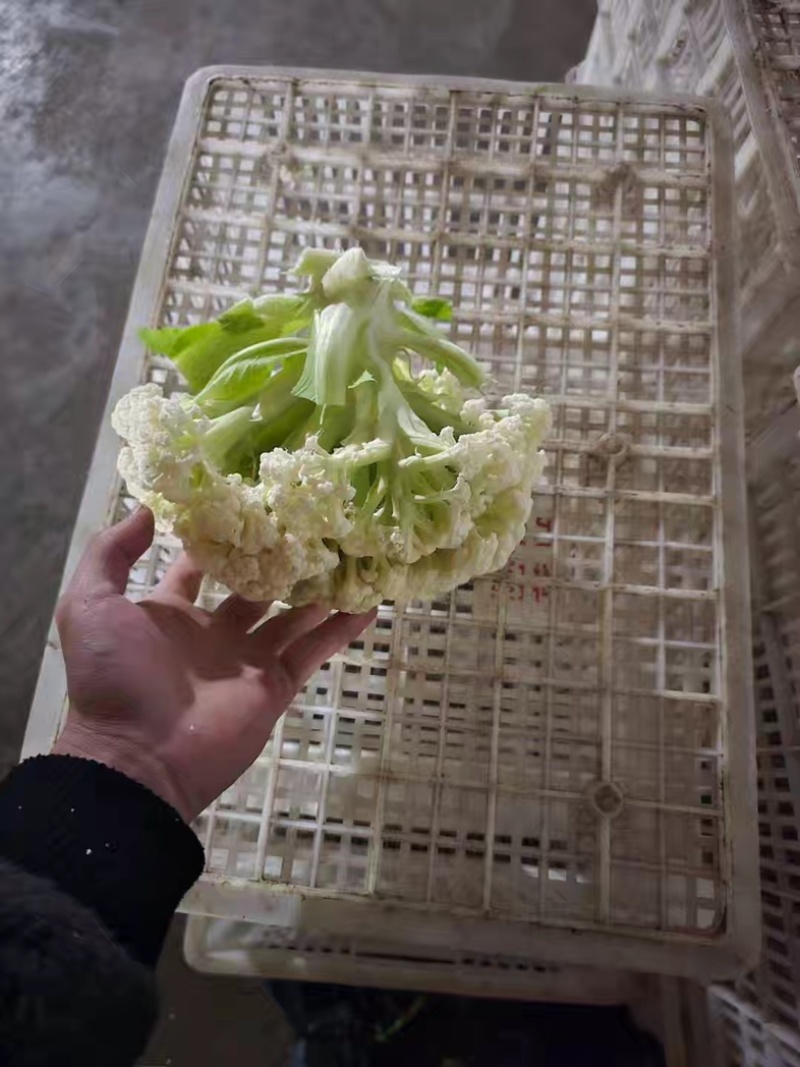江苏沛县青梗花菜，