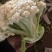 江苏沛县青梗花菜，