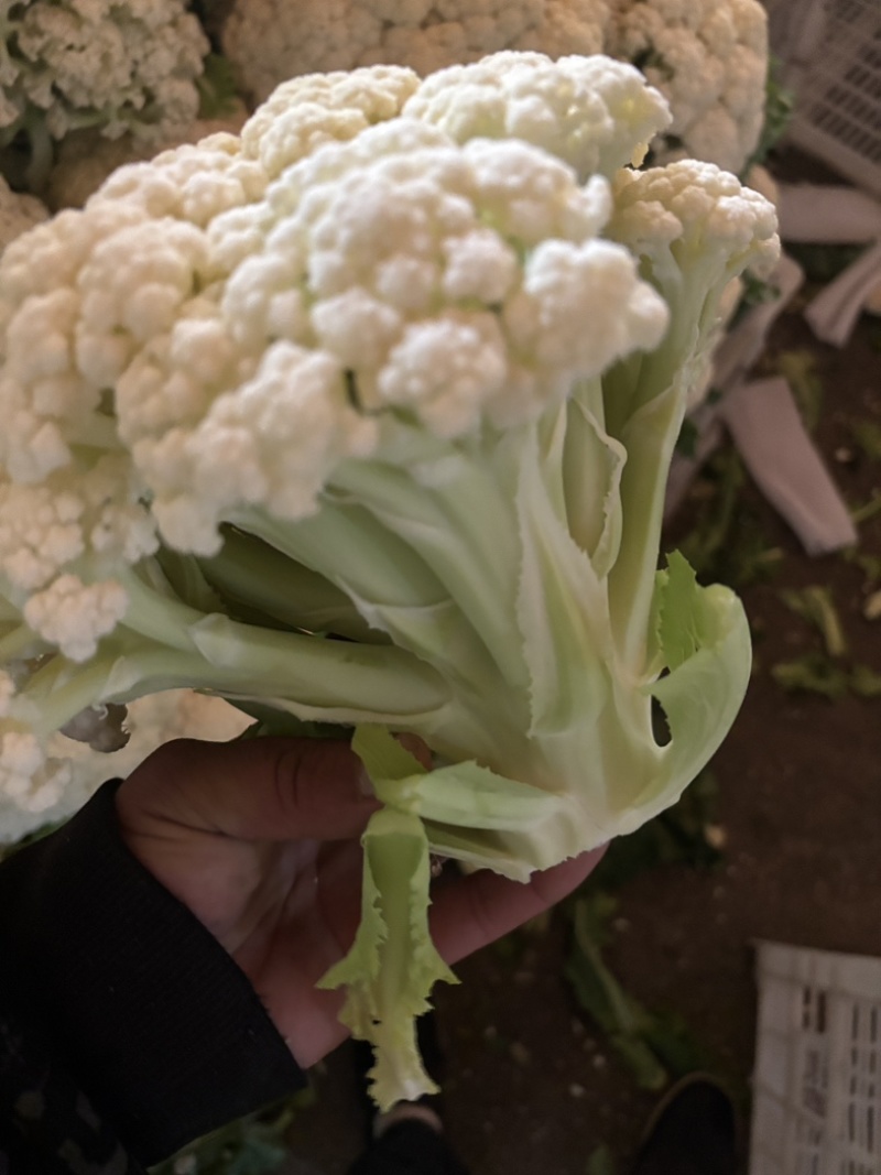 江苏沛县青梗花菜，