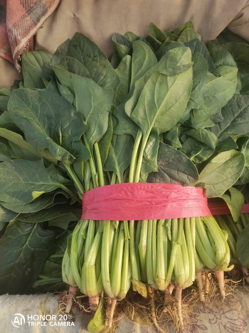 青菜