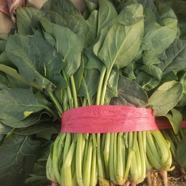 青菜