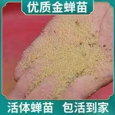金蝉苗