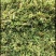伸筋草青绿伸筋草，产地直供批发零售均可