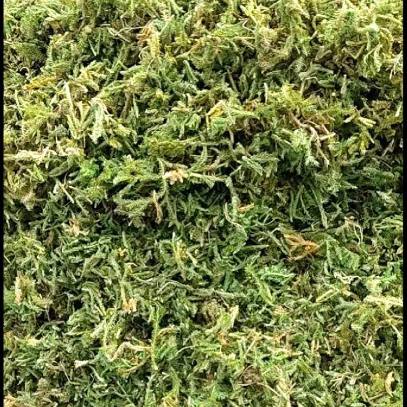 伸筋草青绿伸筋草，产地直供批发零售均可