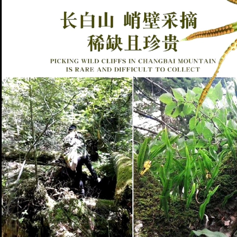 伸筋草青绿伸筋草，产地直供批发零售均可
