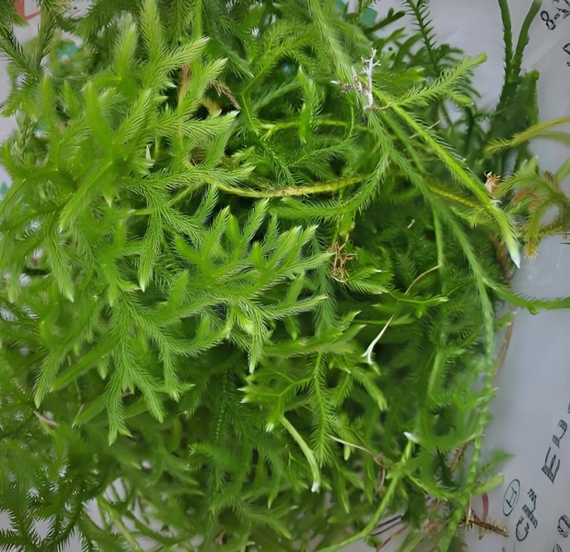 伸筋草青绿伸筋草，产地直供批发零售均可