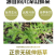 伸筋草青绿伸筋草，产地直供批发零售均可