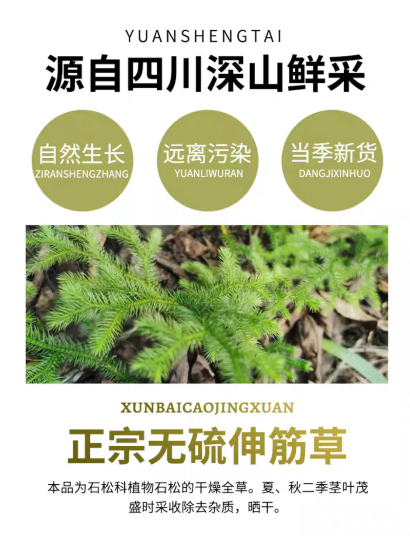 伸筋草青绿伸筋草，产地直供批发零售均可