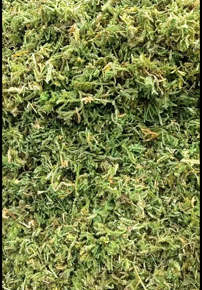 伸筋草青绿伸筋草，产地直供批发零售均可