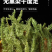 伸筋草青绿伸筋草，产地直供批发零售均可