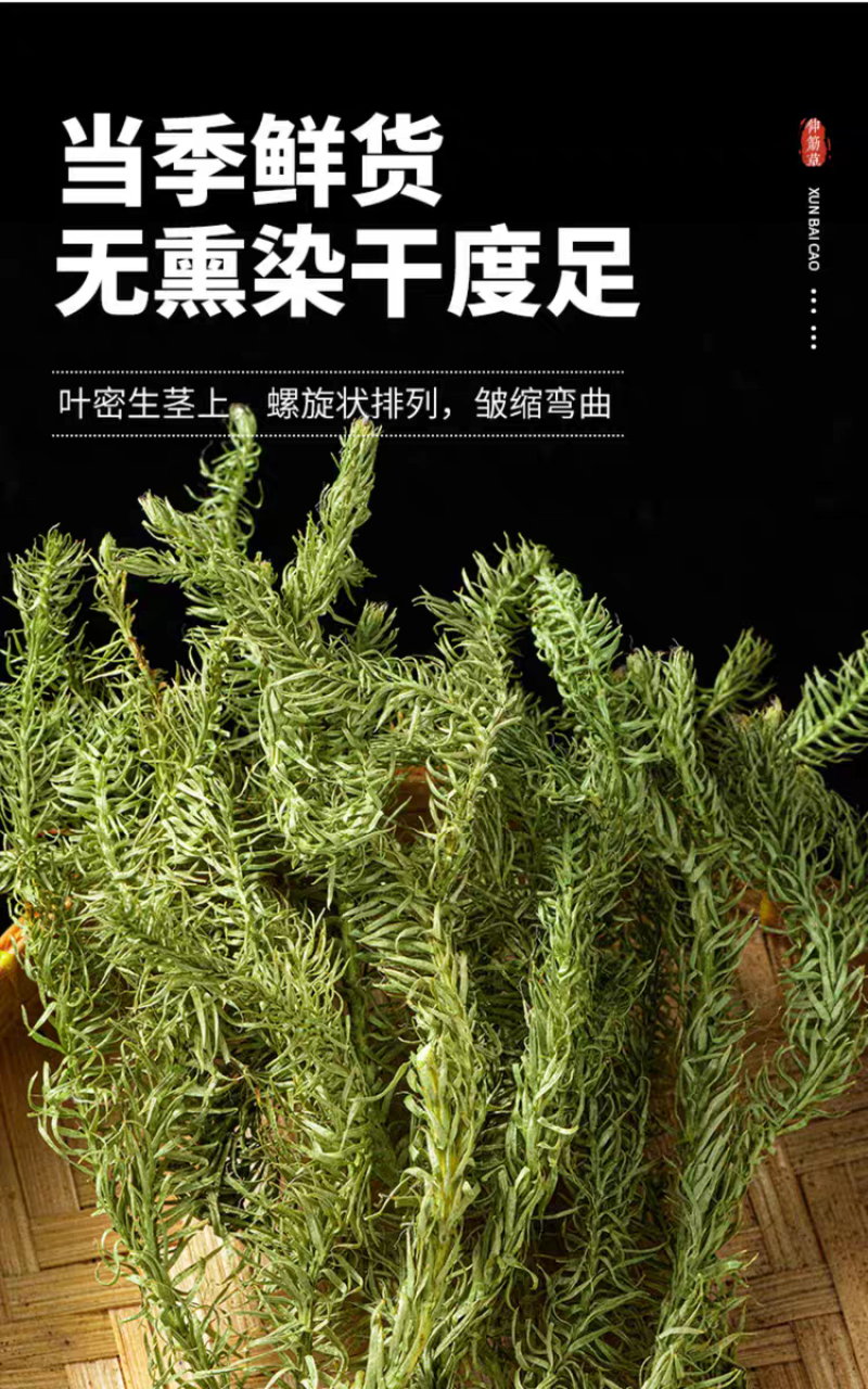 伸筋草青绿伸筋草，产地直供批发零售均可
