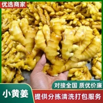 山东窖藏小黄姜【常年供应/电商，市场，药厂，加工厂】
