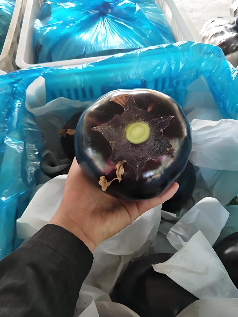 紫光园茄山东紫光园茄产地直供大量有货保质保量