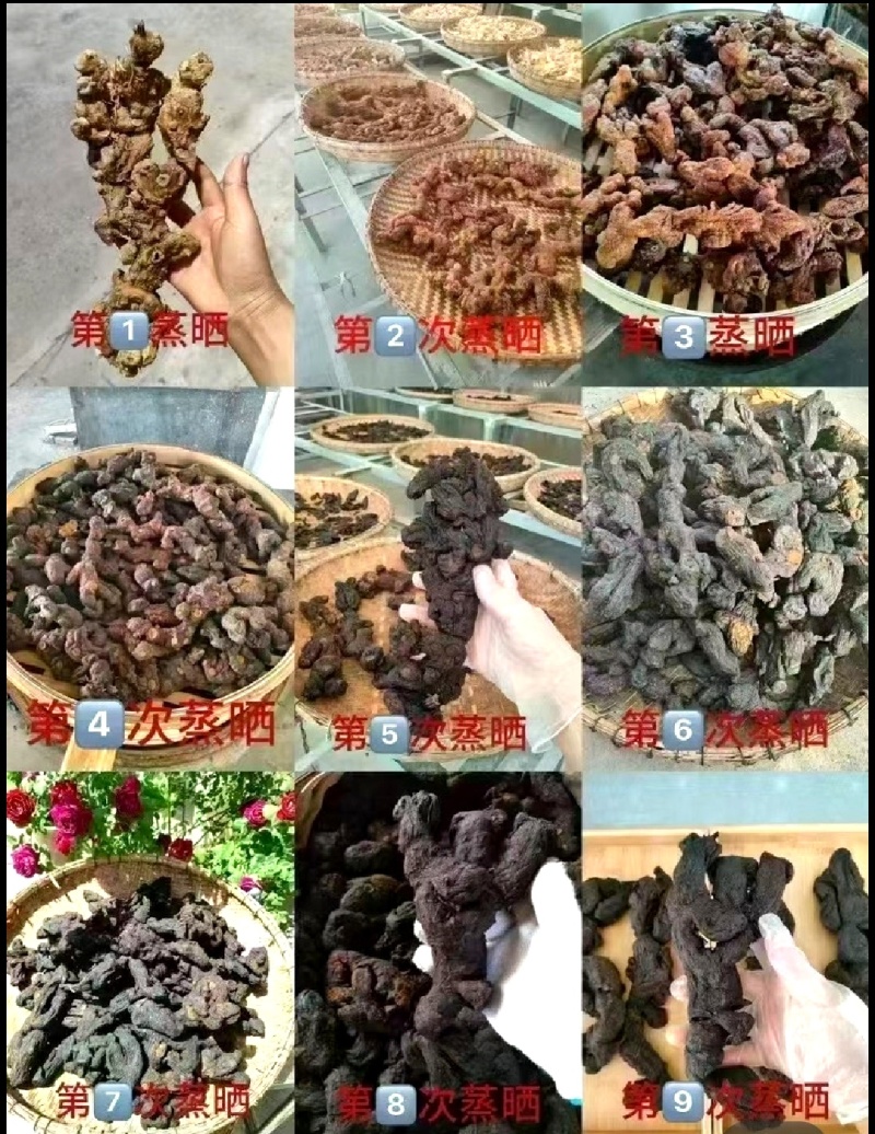 黄精纯野生货鸡头滇黄精产地直采批发零售均可价格便宜