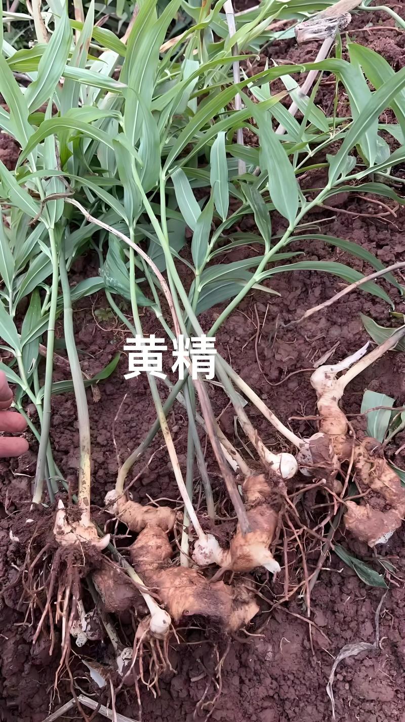 黄精纯野生货鸡头滇黄精产地直采批发零售均可价格便宜