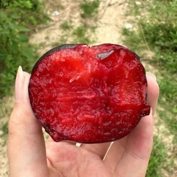 灵宝富硒红富士苹果热卖中