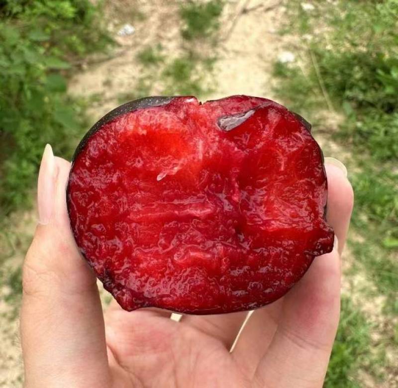灵宝富硒红富士苹果热卖中