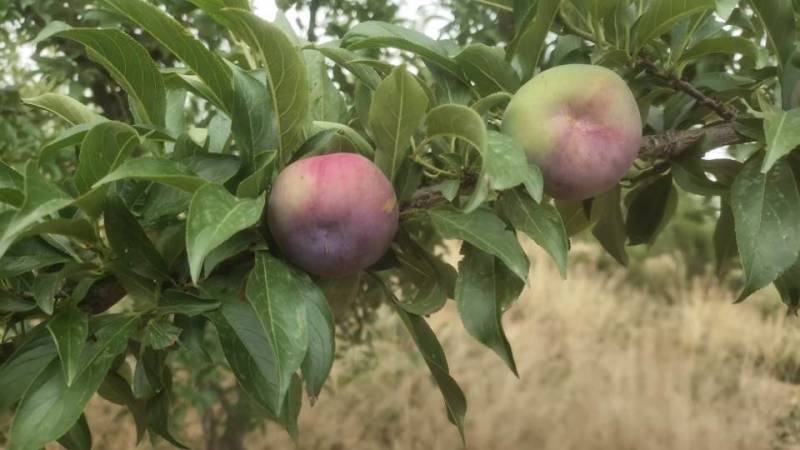 灵宝富硒红富士苹果热卖中