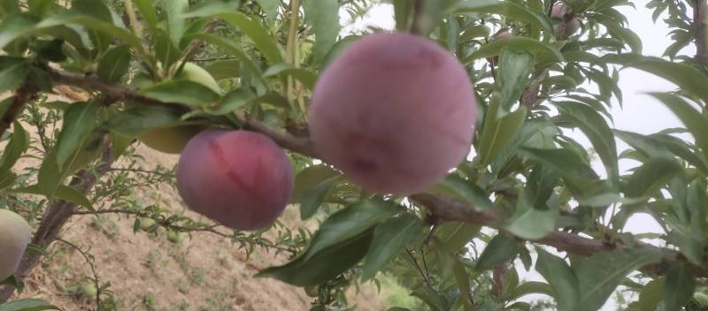 灵宝富硒红富士苹果热卖中