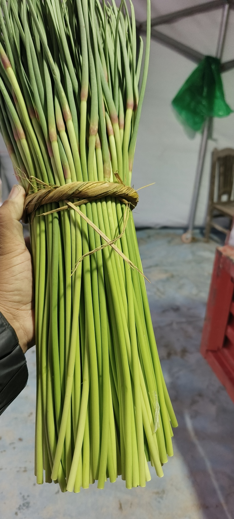 邳州红帽蒜薹现摘现发应季新鲜蒜苔新鲜鲜嫩
