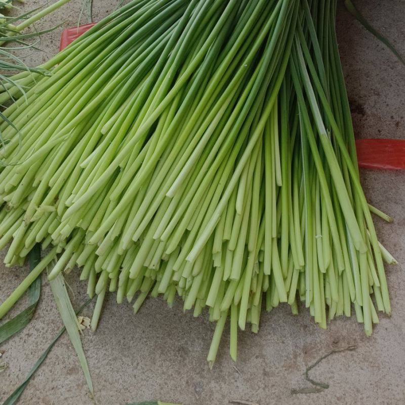 莱芜白帽蒜薹开始上市