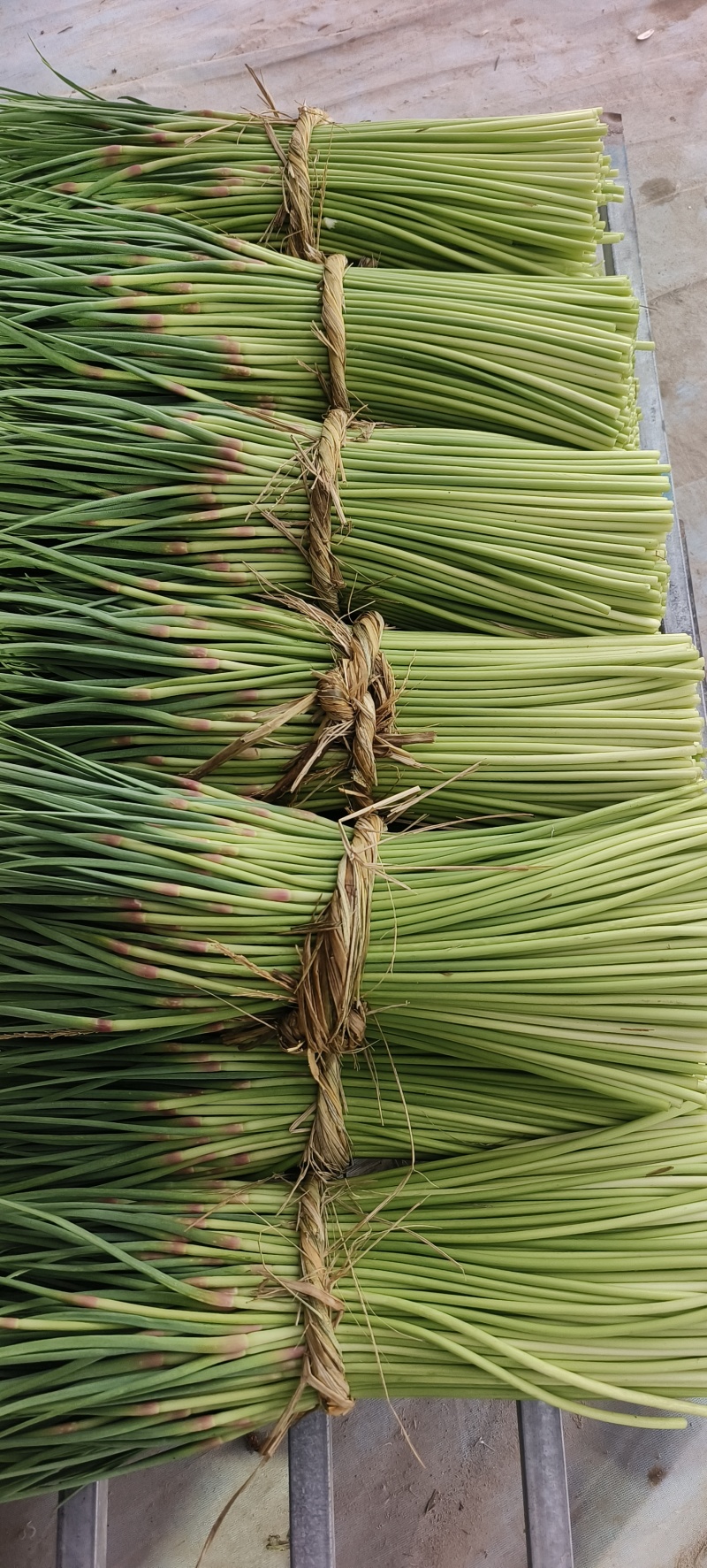 邳州红帽蒜薹现摘现发应季新鲜蒜苔新鲜鲜嫩
