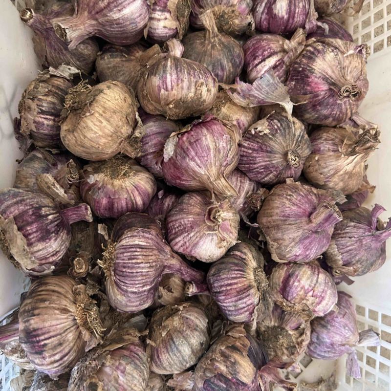 云南紫皮大蒜干蒜
