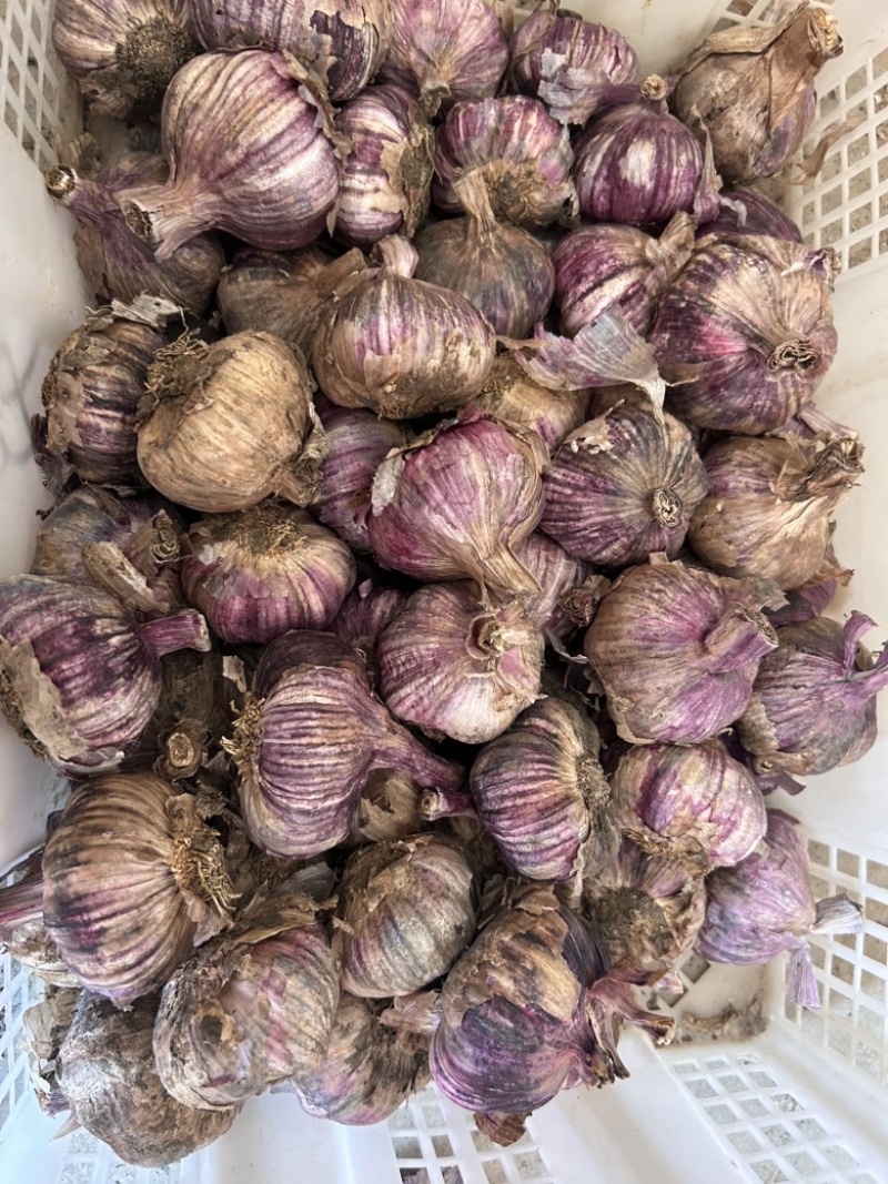 云南紫皮大蒜干蒜
