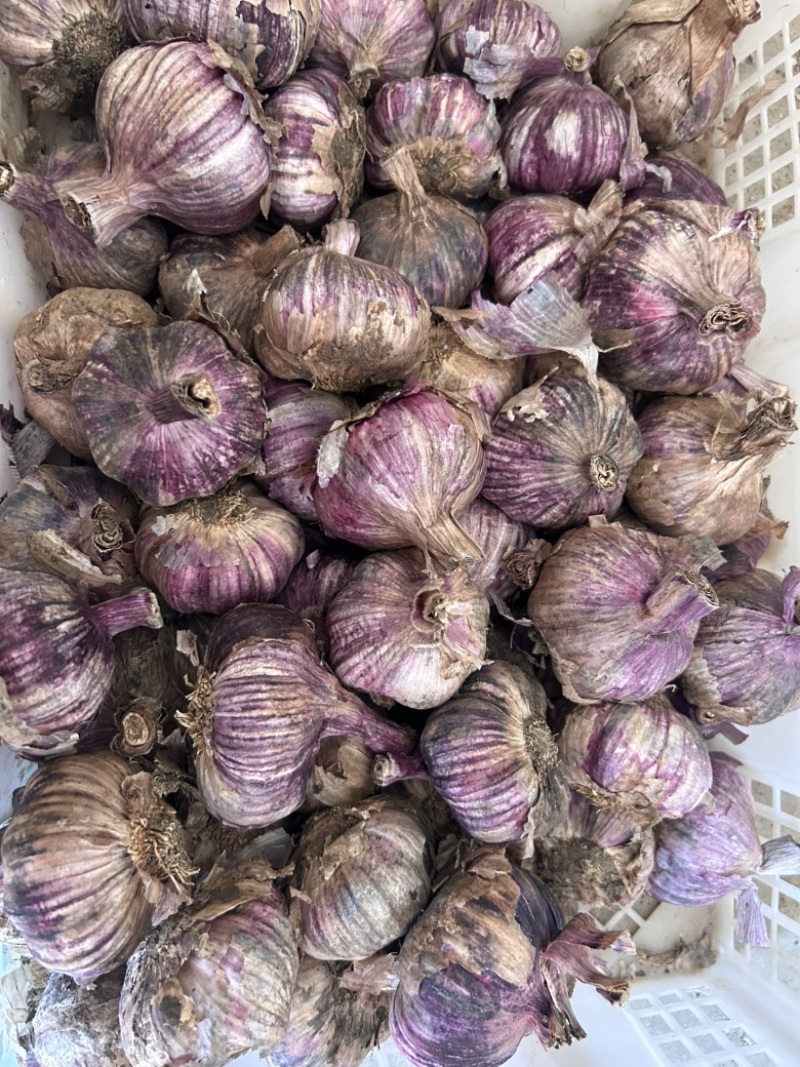 云南紫皮大蒜干蒜