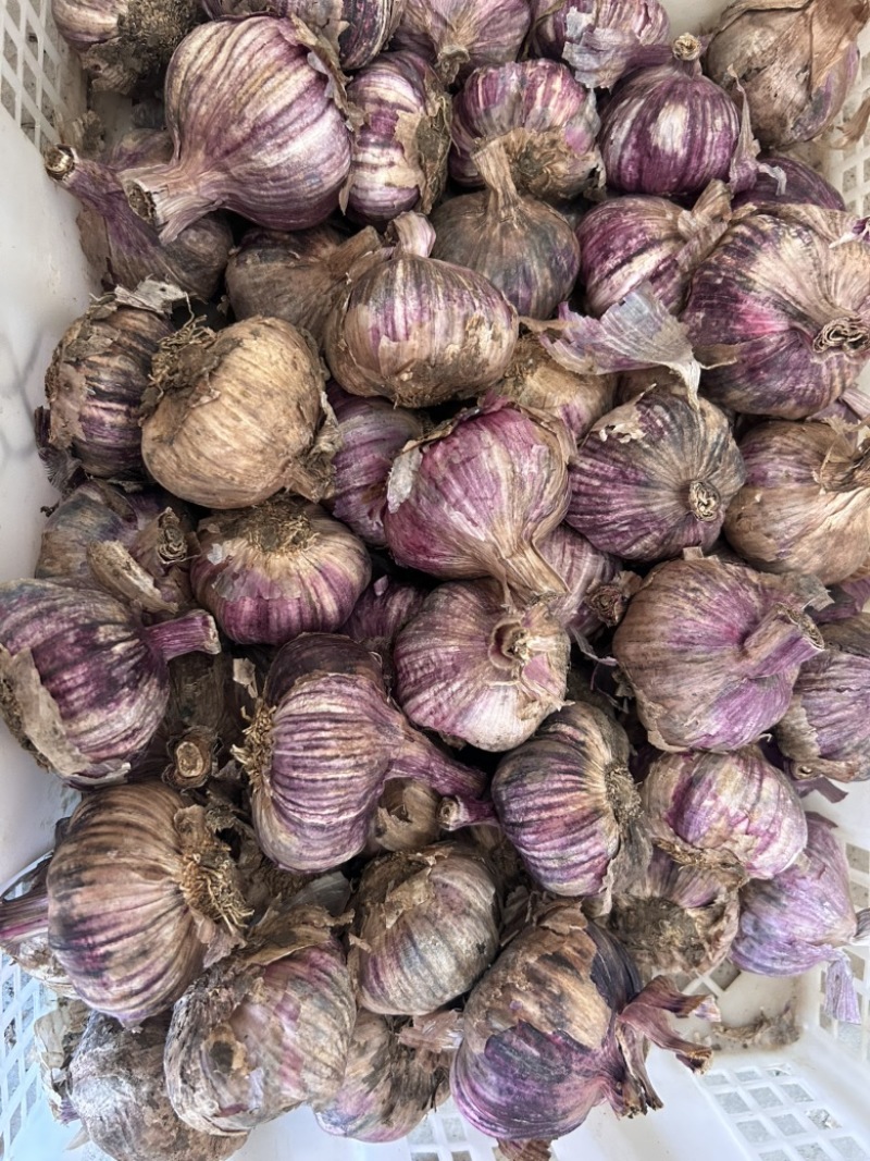 云南紫皮大蒜干蒜