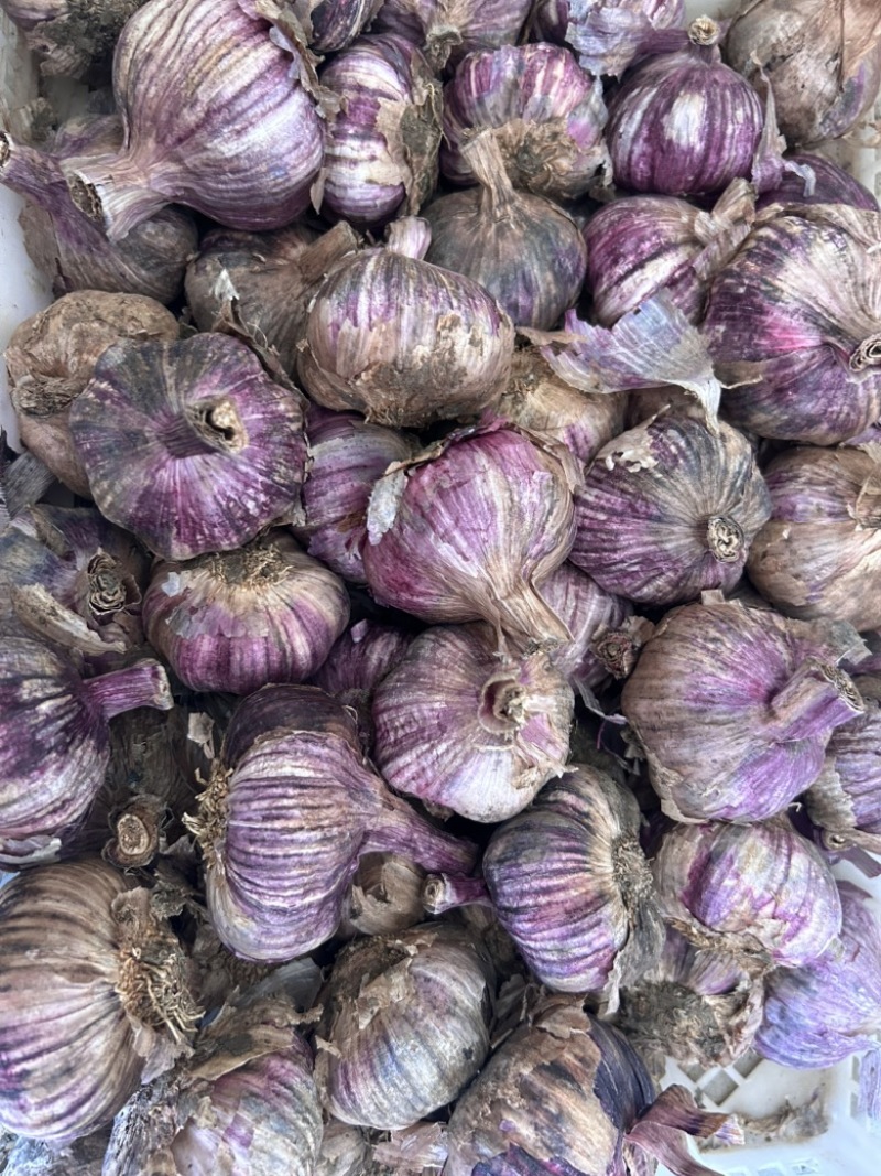 云南紫皮大蒜干蒜