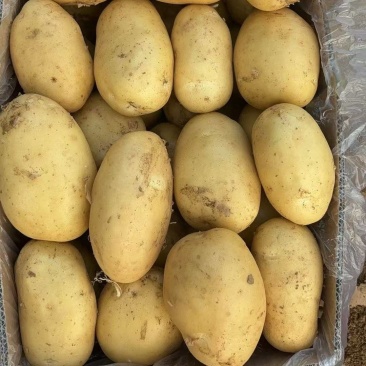 河南精品黄心土豆河南土豆基地直发价格实惠全国发货