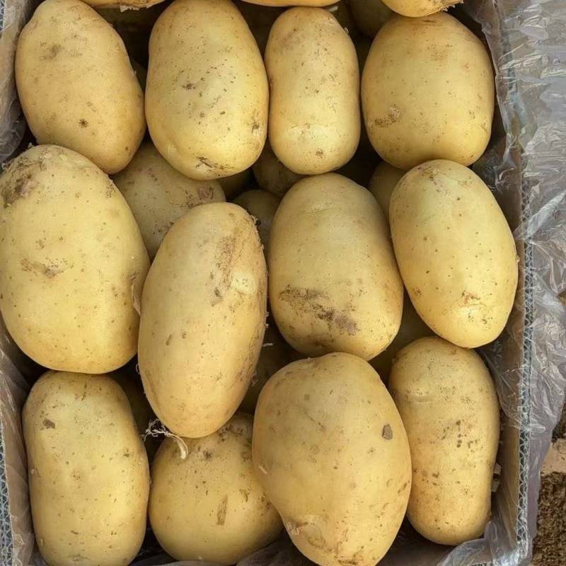 河南精品黄心土豆河南土豆基地直发价格实惠全国发货