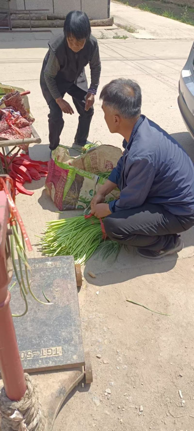 莱芜白帽蒜薹开始上市
