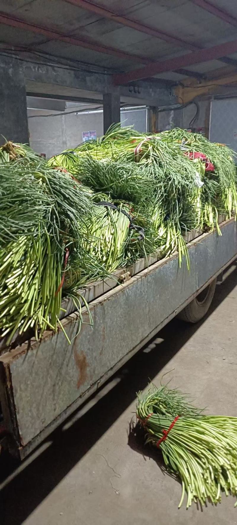 莱芜白帽蒜薹开始上市