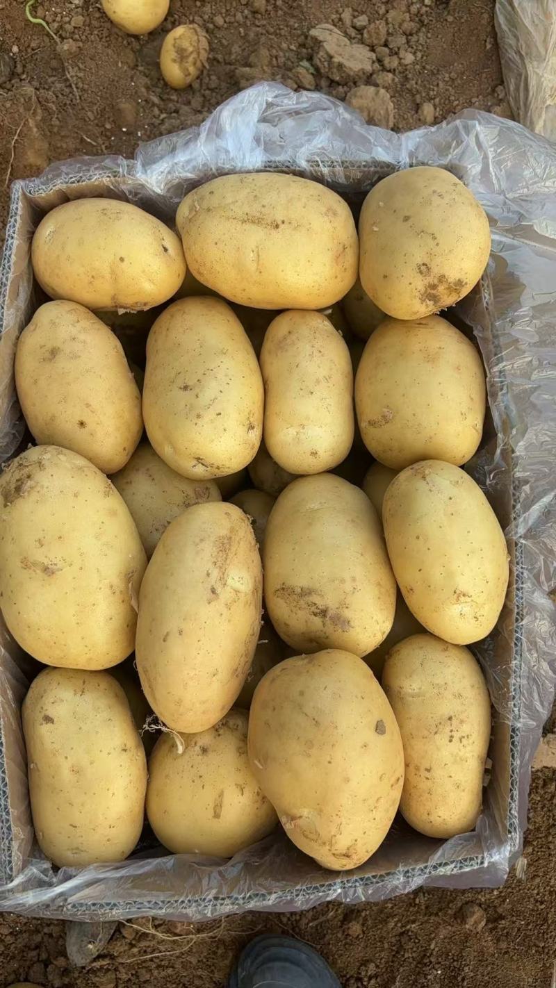 河南精品黄心土豆河南土豆基地直发价格实惠全国发货