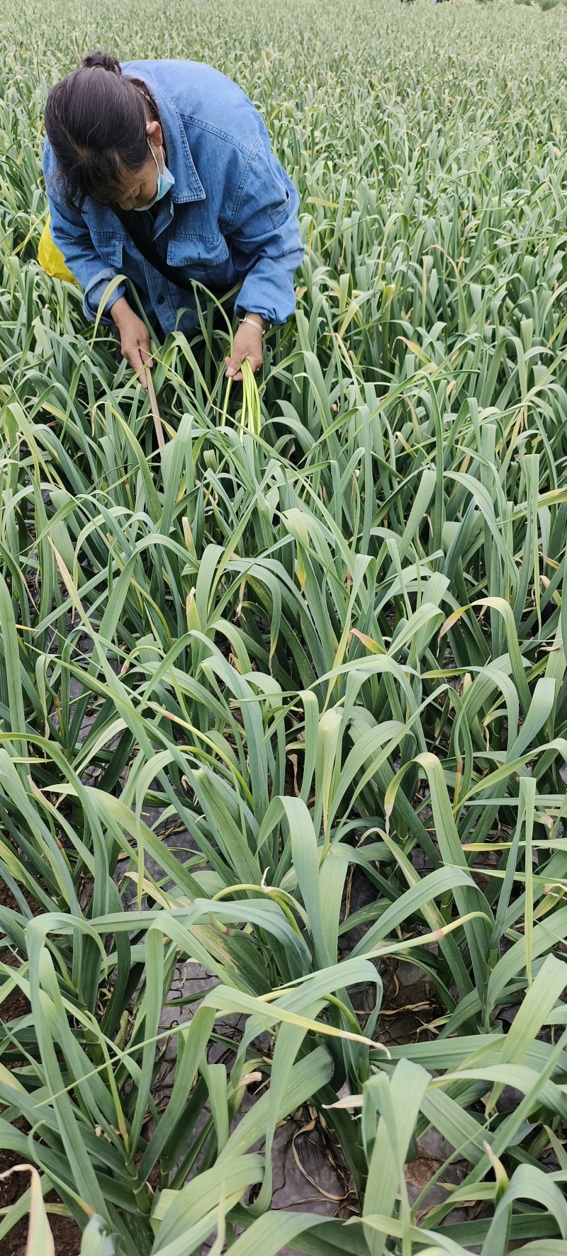 邳州精品小红帽现采摘现发应季新鲜蒜苔新鲜鲜嫩