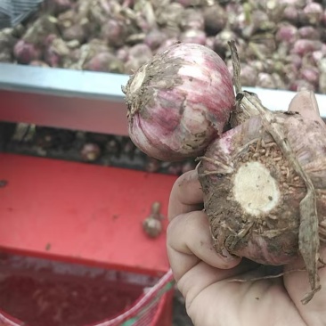 河南淮阳，紫皮毛蒜，大小在5公分6公分左右，个头均匀