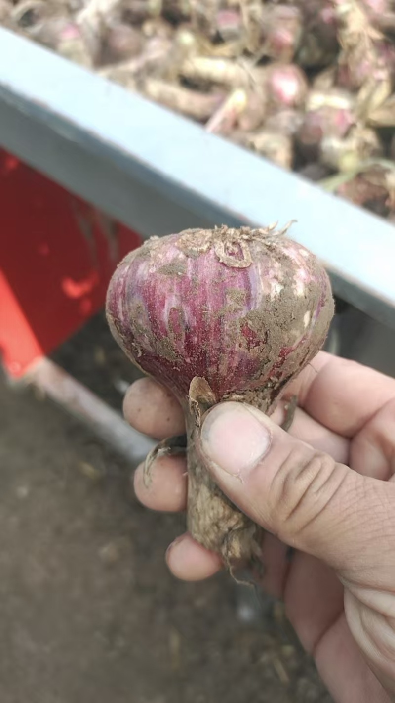 河南淮阳，紫皮毛蒜，大小在5公分6公分左右，个头均匀