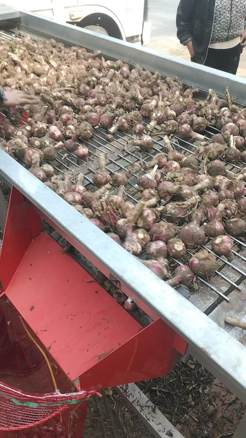 河南淮阳，紫皮毛蒜，大小在5公分6公分左右，个头均匀