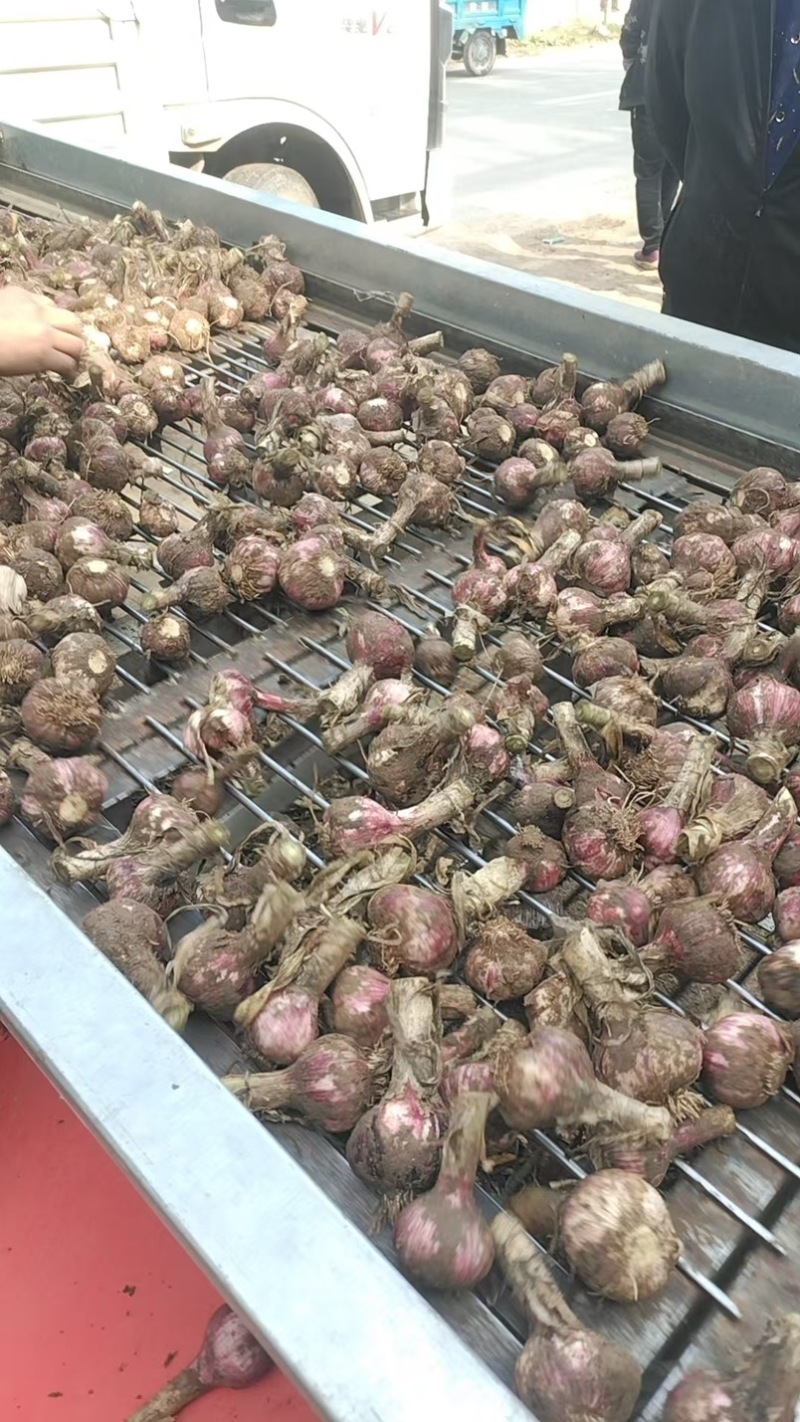 河南淮阳，紫皮毛蒜，大小在5公分6公分左右，个头均匀