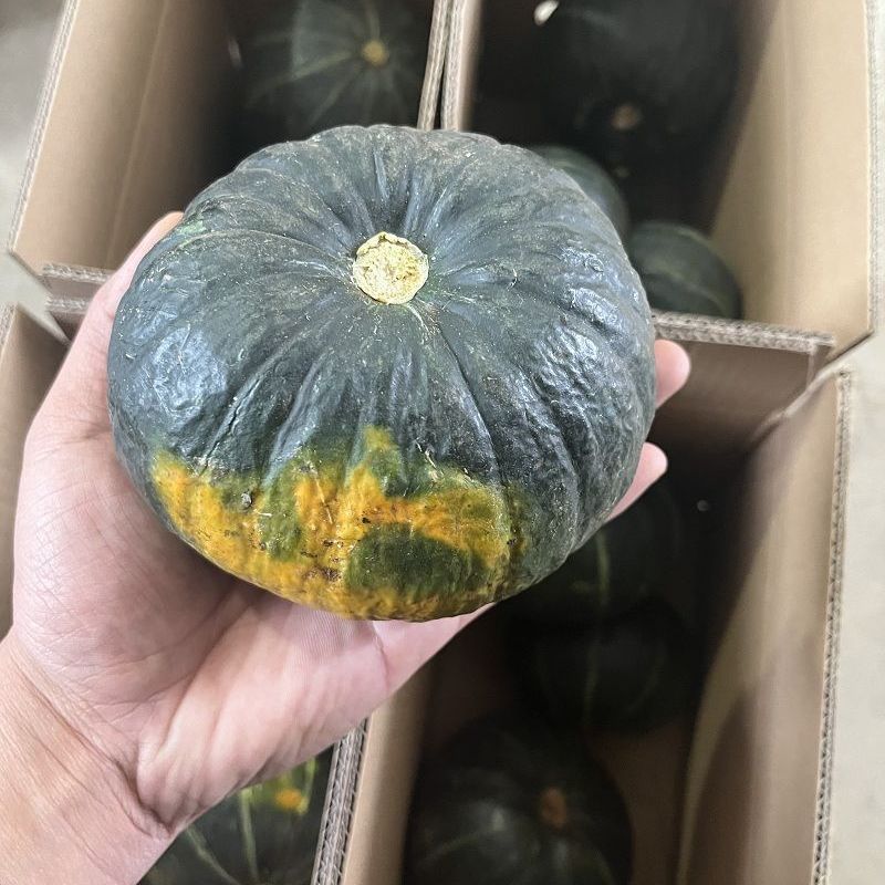贝贝南瓜！一件代发！对接各大平台！